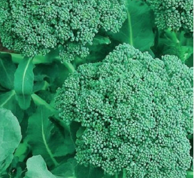 buy vegetable seeds online