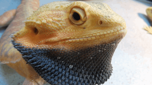Why Is Your Bearded Dragon's Beard Turning Black?